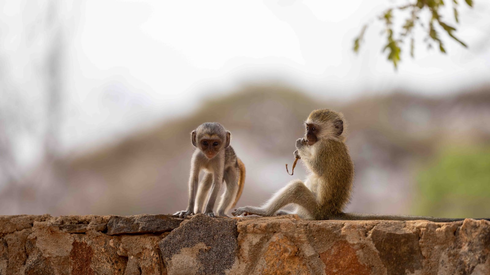Kenia Safari 2023