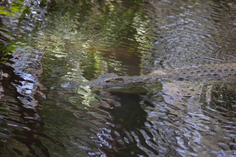 Kospolo