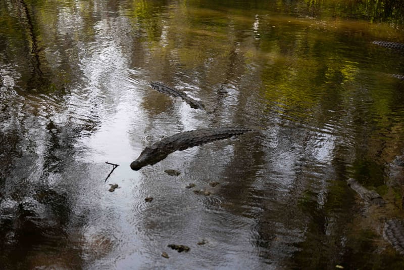 Kospolo