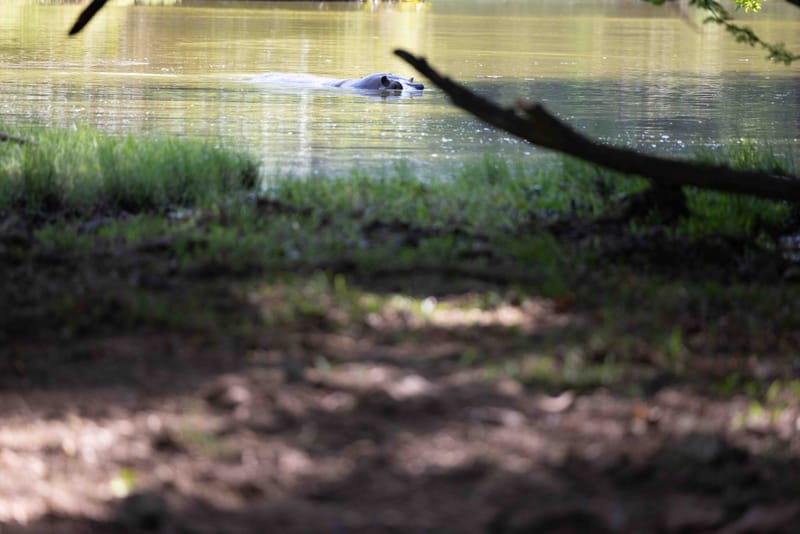 Kospolo