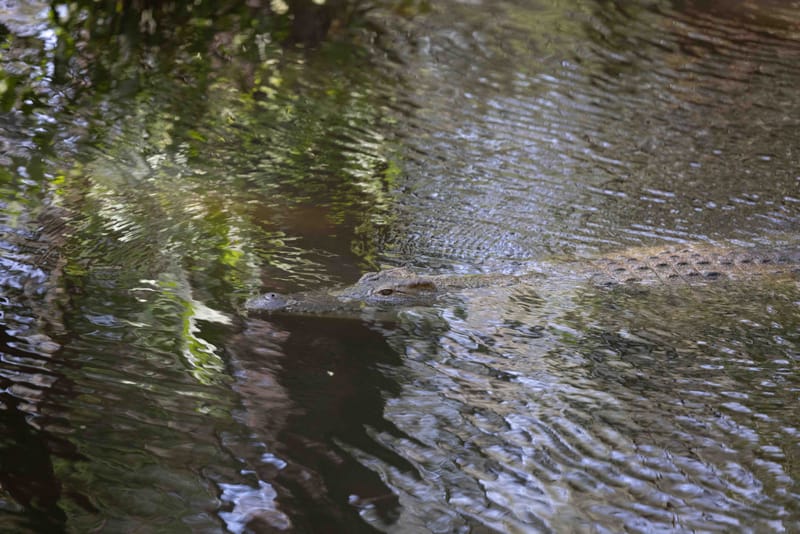 Kospolo