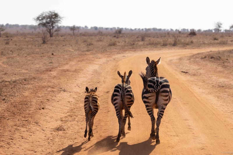 Kenia Safari Tour 2023