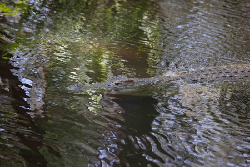 Kospolo